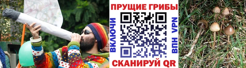 Галлюциногенные грибы Psilocybine cubensis Верхняя Салда